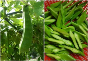 Sword beea pods and sliced sword bean pods.