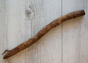 Fresh burdock root.