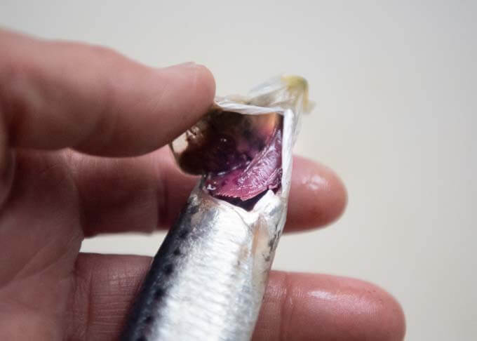 Showing bright red gills of a sardine.