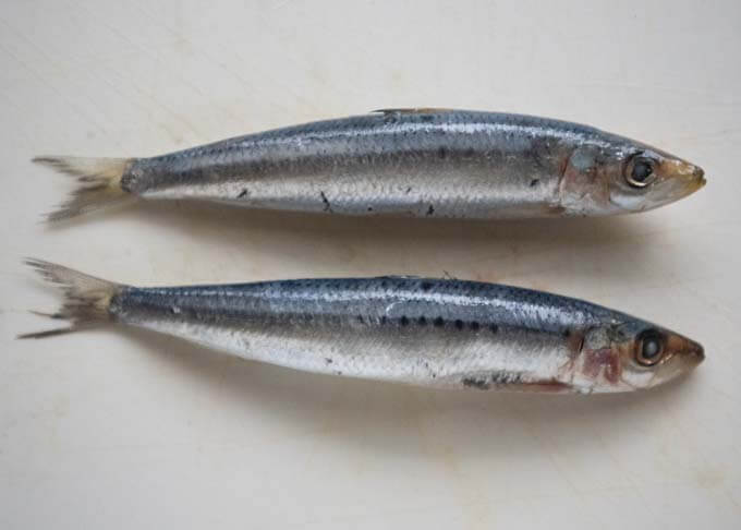 Comparing a very fresh sardine and a slightly damaged sardine.