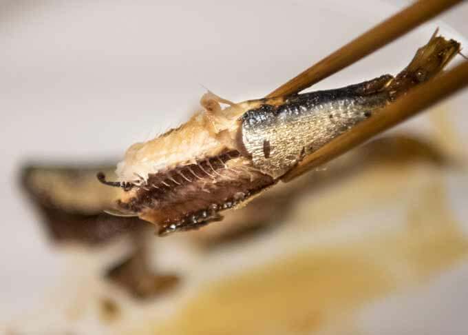 A piece of simmered sardine, showing the bones inside the body.