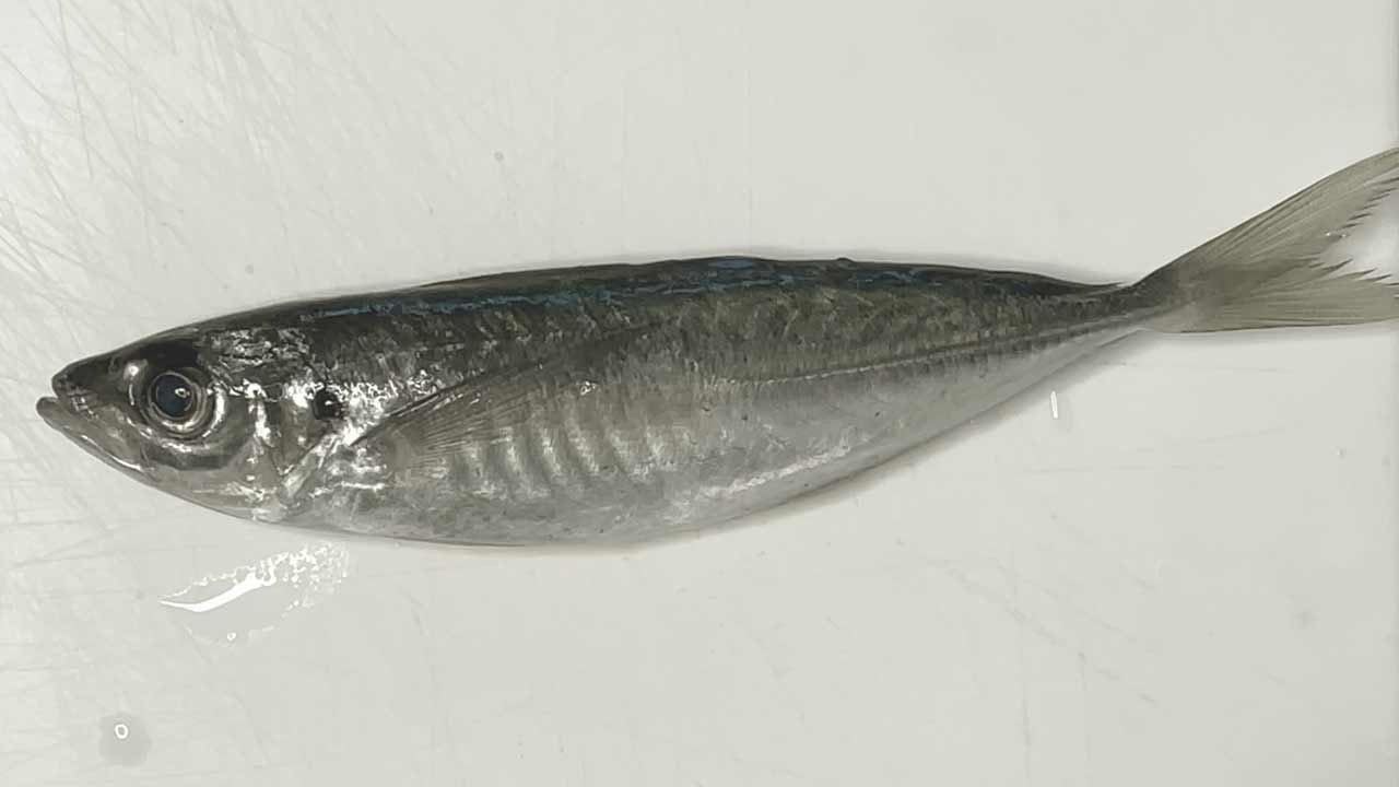Fresh horse mackerel.