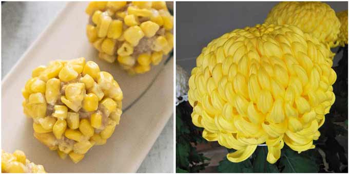 comparison between Steamed Pork Meatballs with Corn and great chrysanthemum.