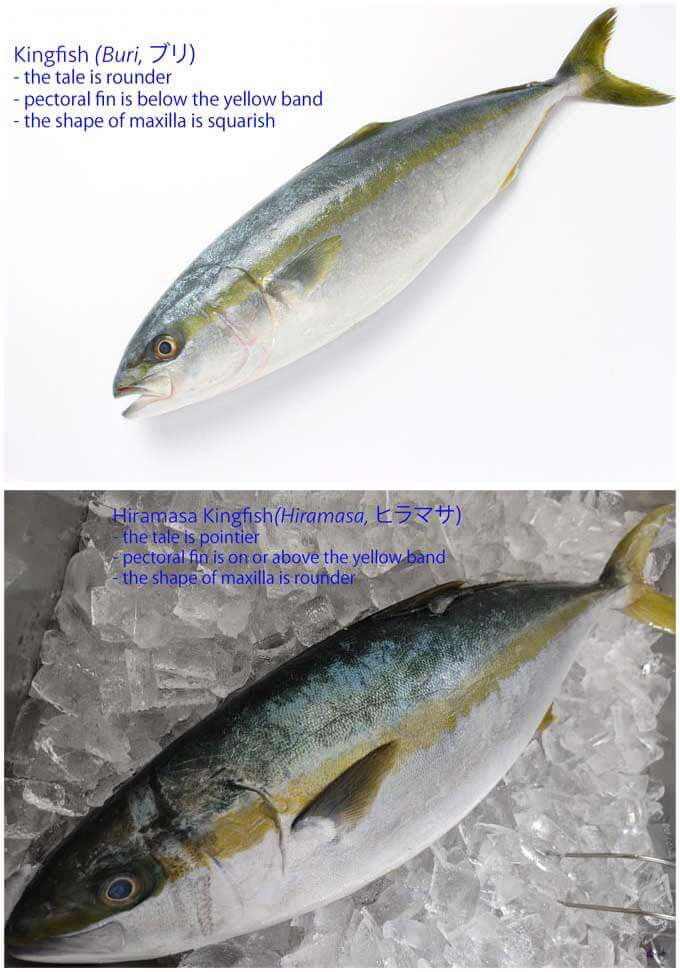 Compairing Buro (Kingfish) and Hiramasa.