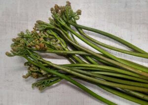 A bunch of warabi (bracken shoots).