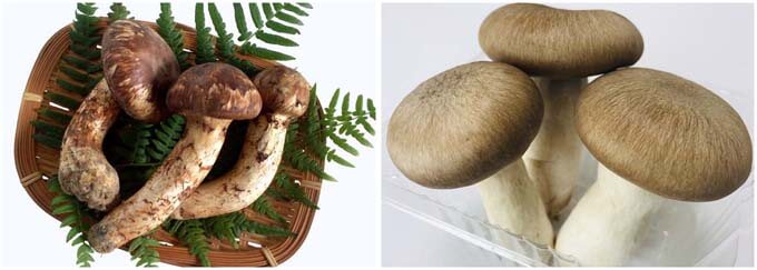 Photo of matsutake mushrooms and hon shimeji mushrooms.