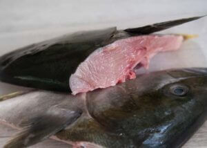 Showing a large chunk of meat at the top part of the kingfish head.
