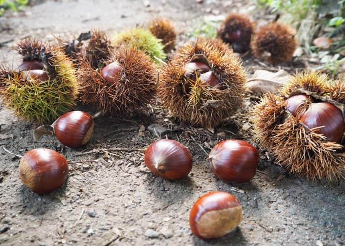 Chestnuts in pointy shell.