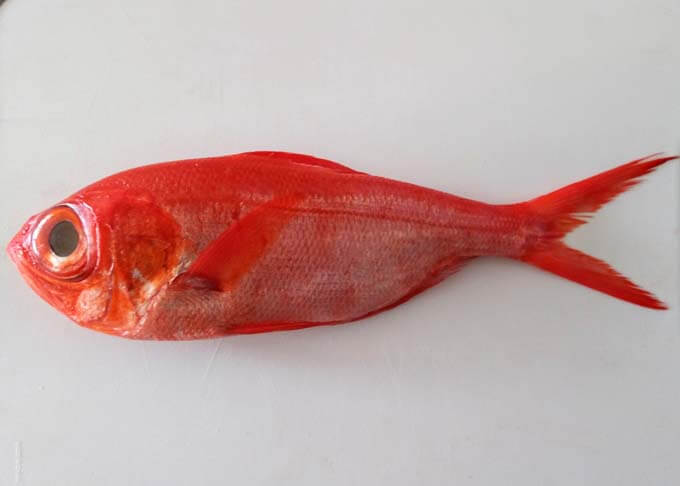 Alfonsino - whole fish.