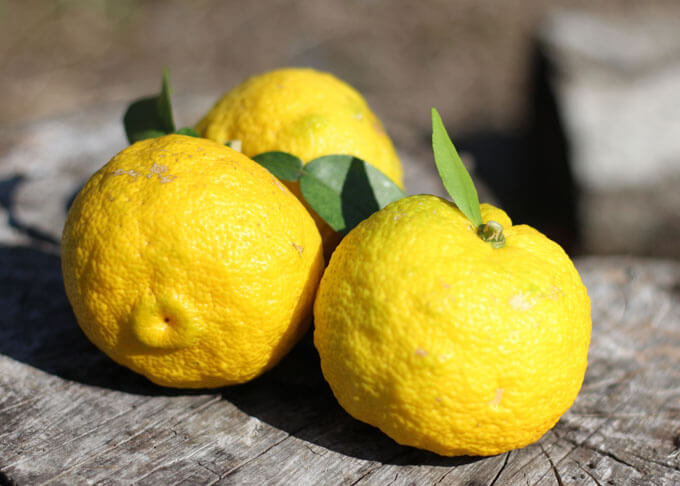 Ripe yuzu fruits.