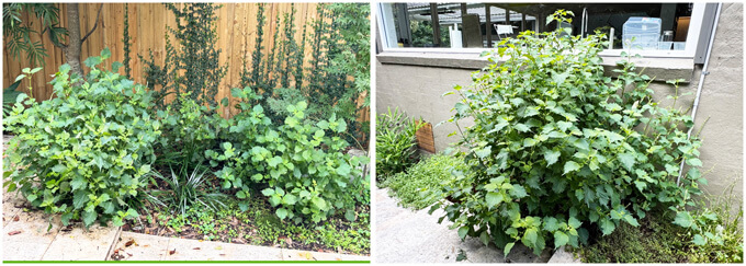 Shiso plants omn my backyard.